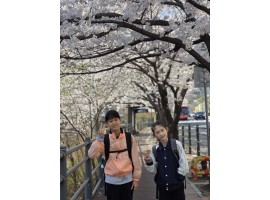 계절 체험 활동: 벚꽃 구경